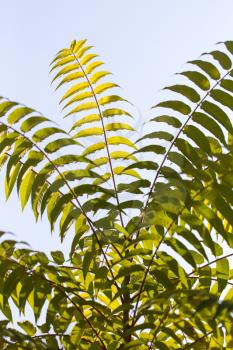 beautiful leaves on the tree