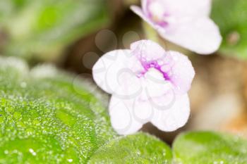 beautiful violet flower. macro