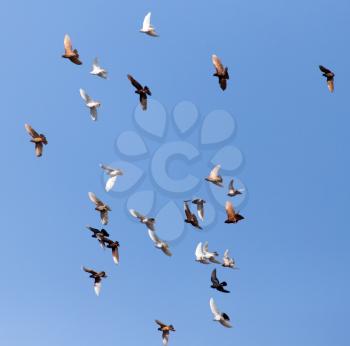 Dove in flight against blue sky