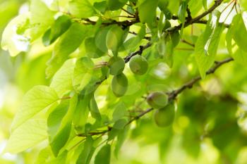 green apricots on a tree