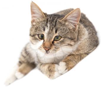 cat on a white background