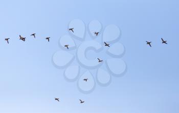 a flock of ducks on a blue sky