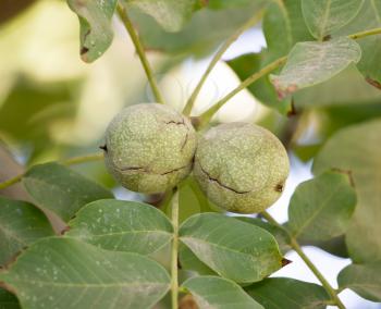 walnut tree in nature