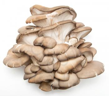 Oyster mushrooms on a white background