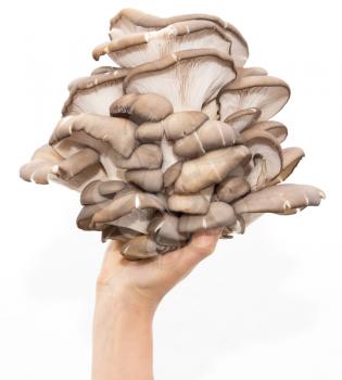oyster mushrooms in a hand on a white background