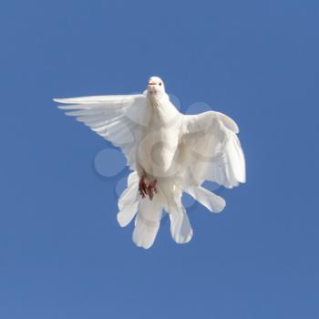 white dove on a background of blue sky