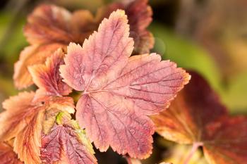 autumn leaf. close-up