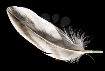 feather on a black background