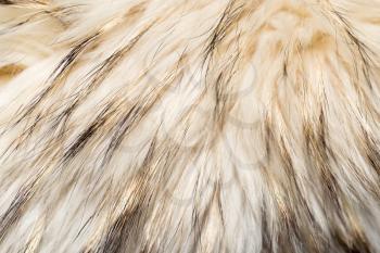 background made of natural fur