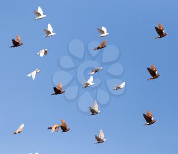 Pigeons on a background of blue sky