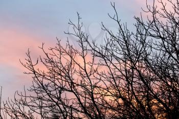 bare branches of a tree at sunset