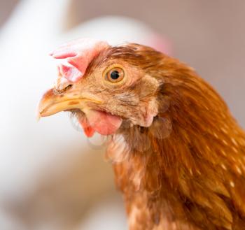 portrait of a chicken farm