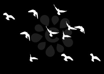 flock of pigeons on a black background