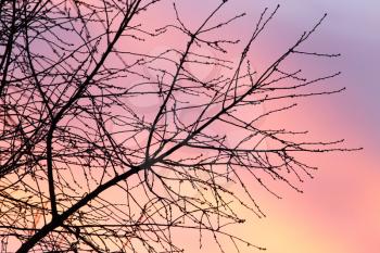 bare branches of a tree at sunset