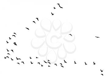 flock of birds on a white background