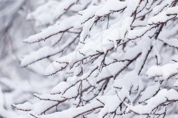 snow on the branches of a tree