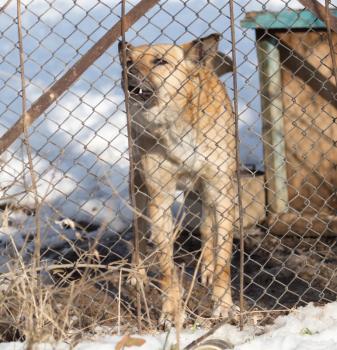 angry dog behind a fence