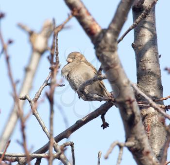 Sparrow on a tree