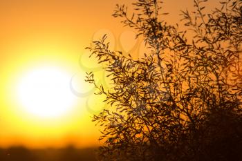 tree on a background of beautiful sunrise