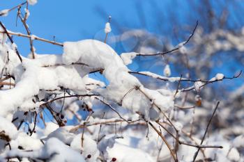 snow on the branches of a tree against the blue sky