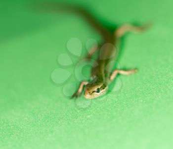 lizard on a green background