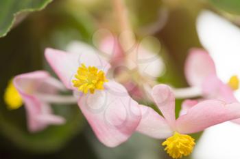 beautiful little pink flower. close-up