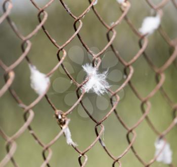 feather on old fence