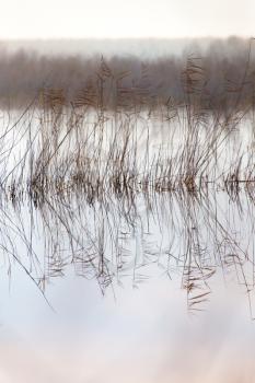 a lake with reeds at dawn in the autumn