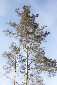 pine nature