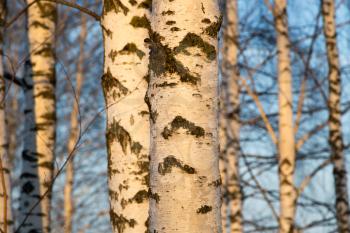 birch at sunrise sun