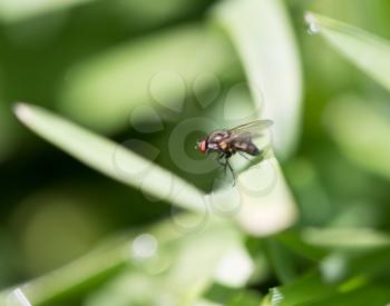 fly in the grass. macro