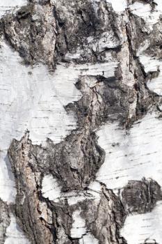 background from the bark of the birch