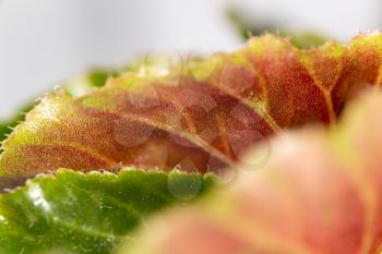 leaf. close-up
