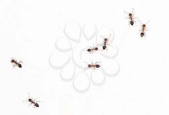 ants on a white wall. close-up