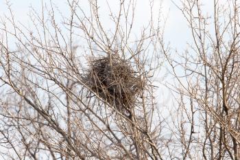 nest on the bare branches of a tree