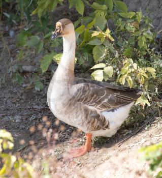 goose in the park outdoors