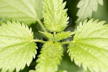 nettle leaves in nature