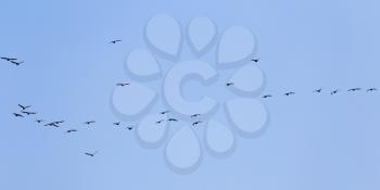 silhouette of a flock of birds in the blue sky