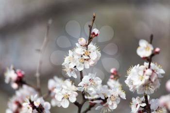 beautiful flowers on a tree in spring