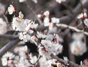 beautiful flowers on a tree in spring