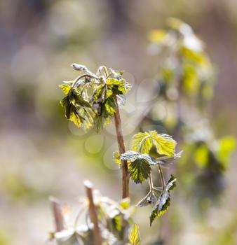 dead raspberry leaves after frost in spring