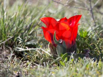 red tulip in nature