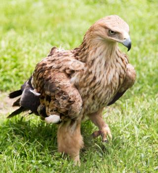 Portrait of an eagle on a background of green grass