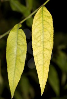 autumn leaf. close-up