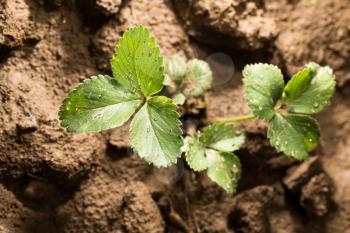 strawberry leaves on the ground