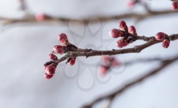 swollen buds with flowers on a tree in spring