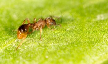 Ant on a green leaf. close