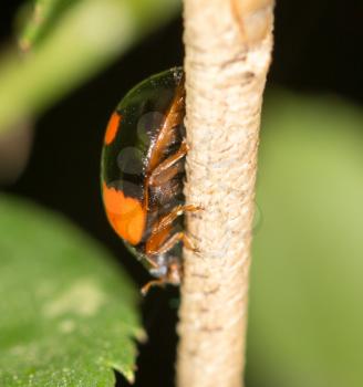 beetle on nature. close