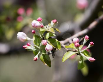 beautiful flowers on the branches of apple trees