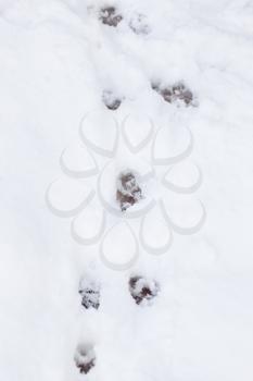 paw prints on fresh clean snow
